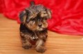 regalo-increible-cachorro-yorkshire-terrier-macho-y-hembra-small-0