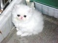 precioso-gatito-persa-disponible-small-0