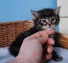 precioso-gatito-siberiano-disponible-small-0