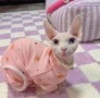 precioso-gatito-sphynx-disponible-small-0