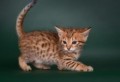 precioso-gatito-savannah-disponible-small-0