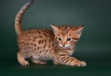 Precioso gatito Savannah disponible