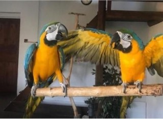 Guacamayo azul y dorado de primera calidad que busca un nuevo hogar