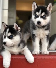 REGALO CACHORRO DE HUSKY SIBERIANO MACHO Y HEMBRA