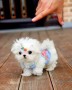 regalo-cachorro-de-bichon-maltes-mini-para-adopcion-small-0