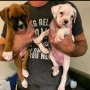 regalo-cachorro-de-boxer-en-adopcion-small-0