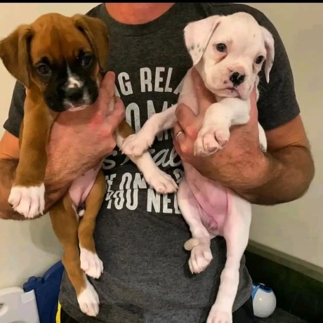 regalo-cachorro-de-boxer-en-adopcion-big-0