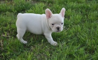 Regalo. Cachorro de bulldog francés M/F