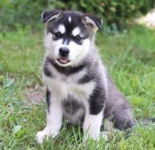 Regalo Increíble cachorro Alaskan Malamute macho y hembra