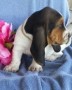 regalo-increible-cachorro-basset-hound-macho-y-hembra-small-0