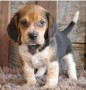 regalo-increible-cachorro-beagle-macho-y-hembra-small-0