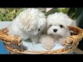 regalo-increible-cachorro-bichon-frise-macho-y-hembra-small-0