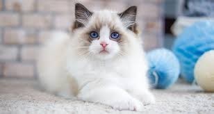 Hermosos Regalo Ragdoll Gatitos Plies