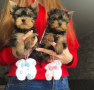 regalo-cachorro-toy-de-yorkshire-terrier-para-adopcion-small-0