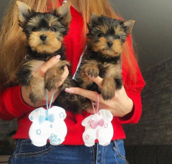 Regalo Cachorro toy, de yorkshire terrier para adopcion