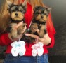 regalo-cachorritos-de-yorkshire-terrier-small-0