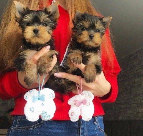 regalo-cachorritos-de-yorkshire-terrier-mini-toy-big-0