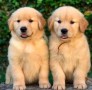 regalo-camada-raza-de-golden-retriever-small-0