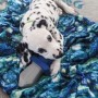 regalo-increible-cachorro-dalmata-macho-y-hembra-small-0