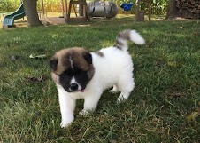 Regalo Increíble cachorro Akita macho y hembra