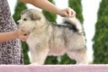 regalo-increible-cachorro-alaskan-malamute-macho-y-hembra-small-0