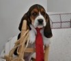 regalo-increible-cachorro-basset-hound-macho-y-hembra-small-0