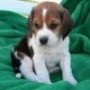 regalo-increible-cachorro-beagle-macho-y-hembra-small-0