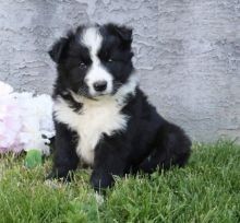 Regalo Increíble cachorro Border Collie macho y hembra