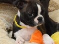 regalo-increible-cachorro-boston-terrier-macho-y-hembra-small-0