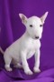 regalo-increible-cachorro-bull-terrier-macho-y-hembra-small-0