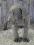 regalo-increible-cachorro-cane-corso-macho-y-hembra-small-0