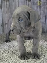 regalo-increible-cachorro-cane-corso-macho-y-hembra-big-0