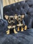 regalo-increible-cachorro-chihuahua-macho-y-hembra-small-0