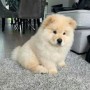 regalo-increible-cachorro-chow-chow-macho-y-hembra-small-0