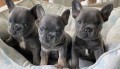 hermosos-bulldog-frances-en-adopcion-small-0