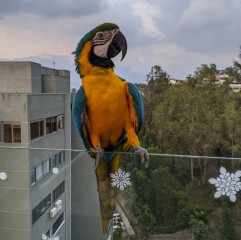 Loros y huevos de loro