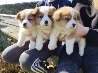 Regalo. Cachorro Pembroke Welsh Corgi