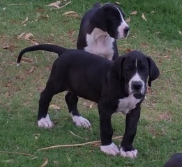 Regalo. Cachorro de gran danés.