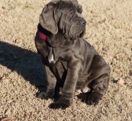 Regalo. Cachorro de mastín napolitano.