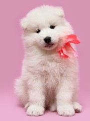 Regalo. Cachorro samoyedo.