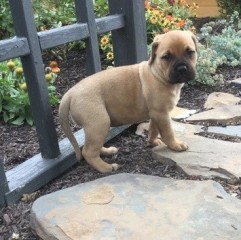 Regalo. Cachorro de bullmastiff.