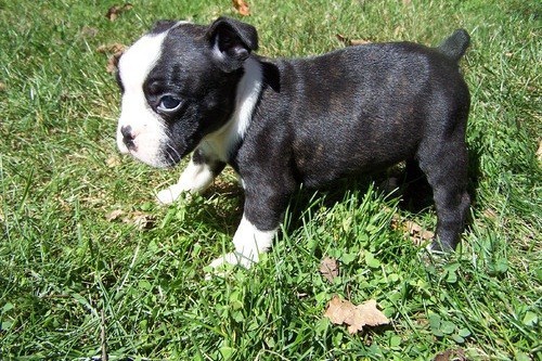 regalo-cachorro-de-boston-terrier-big-0