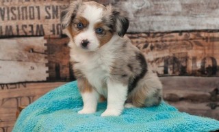 Regalo. Cachorro de pastor australiano.