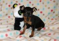 regalo-cachorro-de-pinscher-small-0