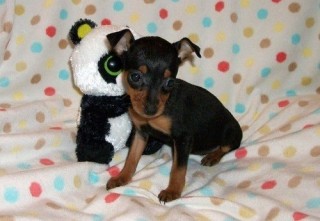 Regalo. Cachorro de pinscher