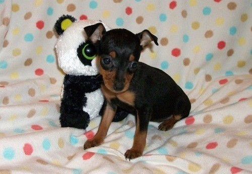 regalo-cachorro-de-pinscher-big-0