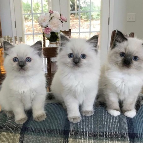 fantasticos-regalo-ragdoll-gatitos-lilli-big-0