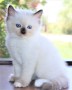 fantasticos-regalo-ragdoll-gatitos-lilli-small-0