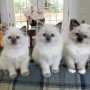 fantasticos-regalo-ragdoll-gatitos-lilli-small-0