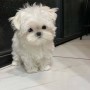 regalo-cachorro-de-bichon-maltes-mini-para-adopcion-small-0